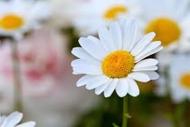 Daisy Flowers White