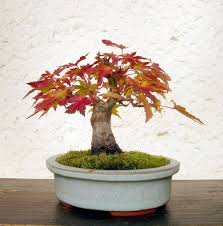 Thema Anzeigen Acer Palmatum Orange Glow 1 Mame Bonsai Pflanzen Bonsai Baum