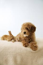Puppies, kittens and bunnies are born. Puppy Lying Down With Kitten And Bunny Photograph By Gillham Studios
