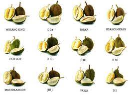 Harga durian premium seperti durian udang merah dan musang king menjadi perbincangan hangat di kalangan peminat tegar durian. 11 Jenis Buah Durian Popular Dan Digemari Di Malaysia