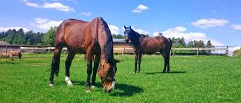 4 peitschenwürmer haben ihren namen von ihrem peitschenförmigen aussehen, denn sie verfügen über ein fadenförmiges vorderteil, an das sich ein dickeres hinterteil anschließt. Das West Nil Virus Beim Pferd Masterhorse Blog