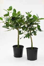 Image result for Ficus conraui