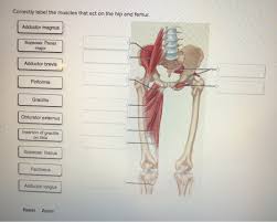 System diagram labeled 209 human muscular system diagram labeled. Solved Correctly Label The Muscles That Act On The Hip An Chegg Com