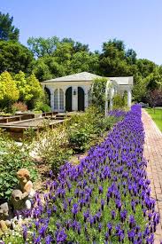 Herb Garden Essentials Grow Your Own Fragrant Lavender Beautiful Home Gardens Traditional Landscape Iris Garden