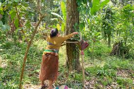 Salah satu cara manusia untuk menyesuaikan diri dengan alam, adalah dengan mempelajari peristiwa alam yang ada di. Tumpek Wariga Menilik Hubungan Manusia Dengan Alam Balebengong