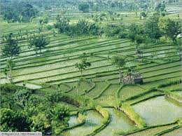 Rice Paddy Rice Paddy Rice Grain Rice