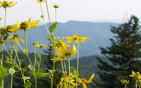 Thanks to all of you who have helped me to identify the flowers on this site. Rocky Mountain Daisies Montana Flowers Yellow Rocky Mountains Pine Tree Hd Wallpaper Peakpx