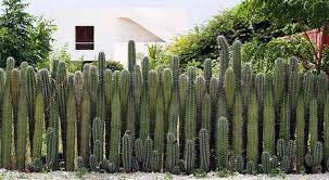 Cactus art nursery cultivation and mail sale of cactus & succulents also we are currently internet only we do not at present produce a printed list and we are not open to visitors. Cactus Fence Backyard Fences Fence Design Fence Landscaping