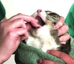 Get a large towel or sheet. Giving Your Cat A Pill Petsourcing