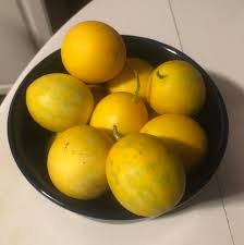 Image result for Cucumis sacleuxii