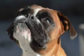 Black boxer puppies white boxer dogs boxer dogs facts boxer dog breed i love dogs cute dogs mastador dog koolie dog kangal dog. 10 Things You Need To Know Before Adopting A Boxer Lens And Leash