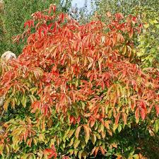 Image result for Aeollanthus neglectus