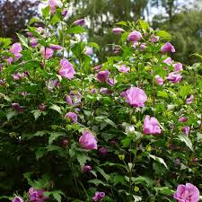 Image result for Hibiscus schinzii