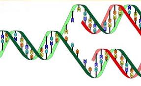 Resultado de imagen para biomoleculas organicas dibujos