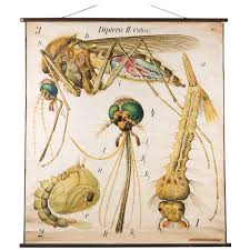 Vintage French Scientific School Chart Of Mosquito By Paul