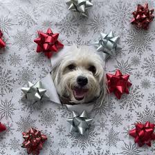 Pets R People 2 added photos to the album: Christmas 2025🎄❤️