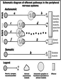 Autonomic Nervous System I Ii Iii Flashcards Quizlet