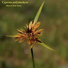 Image result for Pycreus polystachyos