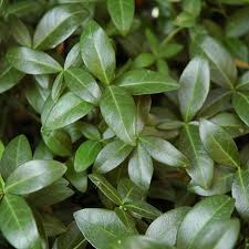 Image result for Vinca minor