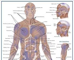 Body functions & life process; Trigger Point Anatomy Map Office Wall Poster For Reference By Massage Therapists Physical Therapists Chiropractors Trainers Pressure Point And Referred Pain Map Pricepulse