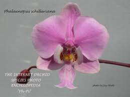 Image result for Ancistrorhynchus tenuicaulis