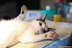 kedi kisirlastirma ucretleri guncel fiyatlar 2021