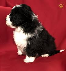 Our bernedoodle puppies for sale make an excellent companion and addition to any family! Brody Mini Bernedoodle Puppy For Sale In Sugarcreek Oh Happy Valentines Day Happyvalentinesday2016i
