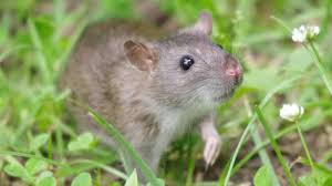Are you looking for the best rat poison? Top 4 Best Rat Poisons To Buy Now 2021 Review Pest Strategies