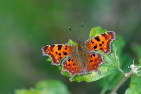 Image result for Polygonia c-album