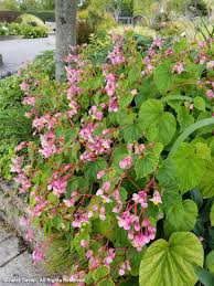 Begonia grandis 'Heron's Pirouette'-Soest Herbaceous Display Garden-Center  for Urban Horticulture-UWBG-Seattle | Janet Davis Explores Colour