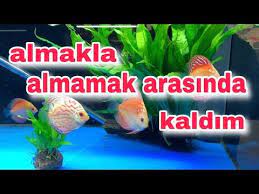 petshopa alisverise gittik akvaryum baliklari akvaryum balik