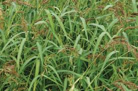 Image result for Echinochloa jubata