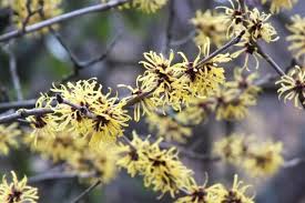 Image result for Hamamelis mollisi