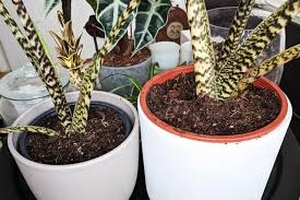 How To Repot An Alocasia Zebrina Plant Care For Beginners Plant Care Plants Paper Leaves