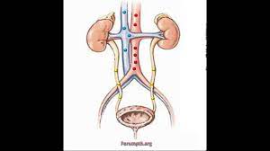 Vesika urinaria struktur vesika urinaria  organ berotot yang elastis pada permukaan dalamnya dilapisi oleh membrane mukosa seperti lambung penampung urin. Hey It S Me Sofia Sistem Urinaria