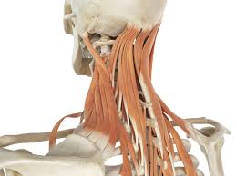 It is made up of bones. Levator Scapula Muscle And Its Role In Pain And Posture