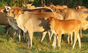 Cerita untuk geri ini bercerita tentang seorang siswa sma garuda bernama dinda dan geri. Anak Lembu Untuk Dijual 2017 Sapi Belgian Blue Penjual Sapi Anak2 Lembu Seswai Unuk Simpan Stok Atau Baru Nak Belajar Menternak Harga Sekor Rm1380 Boleh Runding Akeh