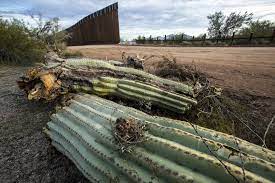 These plants have a lifespan that is estimated to be from 150 years to 200 years if they aren't cut down and if they have the right conditions. It S Illegal To Destroy Saguaro Cactuses So Why Are They Being Removed For Trump S Border Wall Los Angeles Times