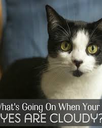 Blepharitis is inflammation of the eyelids that produces sore, red eyelids and crusty eyelashes. Eye Infections In Cats Types Symptoms Causes And Diagnosis Pethelpful By Fellow Animal Lovers And Experts