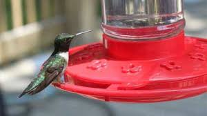 Check spelling or type a new query. Homemade Hummingbird Nectar Recipe The Happier Homemaker