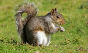 Image result for squirrel poop