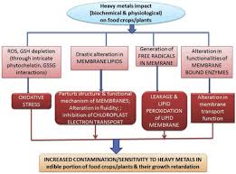 Heavy Metals In Food Crops Health Risks Fate Mechanisms