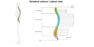Seven cervical vertebrae in the neck, twelve thoracic vertebrae in the torso and five lumbar vertebrae in the lower back. Back Pain Symptoms Causes Diagnosis And Treatment