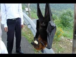 World S Largest Bat Flying Fox Giant Animals Animals Large Animals