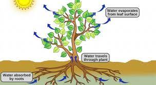 Root hairs are extensions of the epidermis that greatly increase the surface area of the root. What Is The Process By Which Plants Trivia Answers Quizzclub