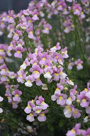 Image result for Nemesia fruticans
