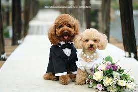 How To Buy A Wedding Gift Dog Marriage Puppy Wedding Cute Puppies