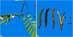 Image result for Tephrosia aequilata