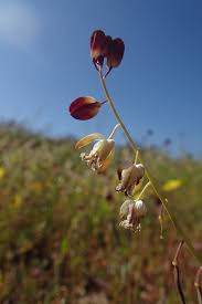 Image result for Congolanthus