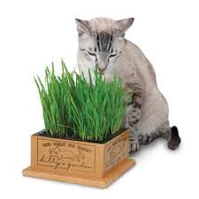 However, too much fat can give your cat a. Should Your Cat Eat Grass The Conscious Cat